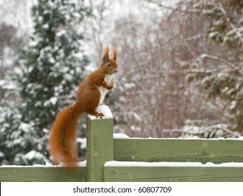 Eurasian Red Squirrel In Snow