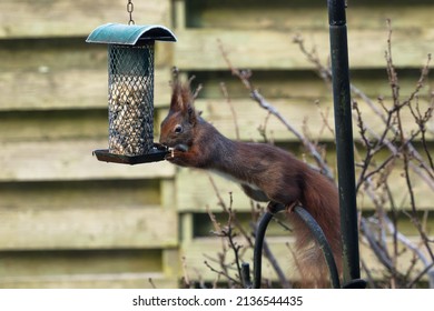 Eurasian Red Squirrel Stretching To Reach Bird Feeder With Peanuts And Sunflower Seeds 