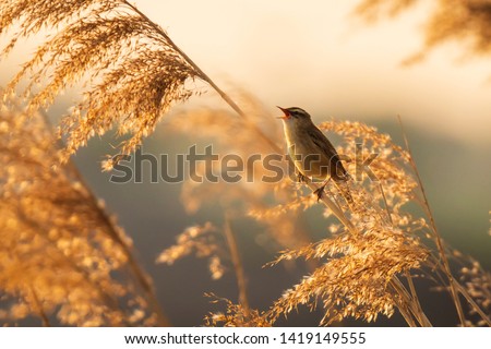 Eurasian reed warbler Acrocephalus scirpaceus bird singing in reeds during sunrise. Early sunny morning in Summer