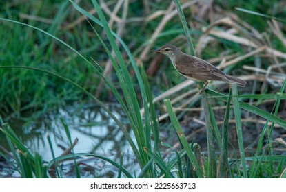 A Eurasian Reed Warbler Bird On The Green Plant