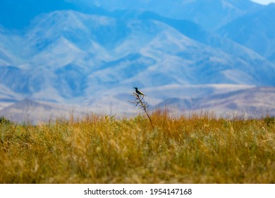 Eurasian Roller Sits On A Branch In The Middle Of The Kazakh Steppe Near Lake Alakol