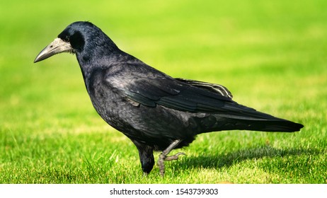 Eurasian Rook ( Corvus Frugilegus ) On Green Grass Of Lawn. Big Black Bird Living In Outskirts Of The City And Fields, One Old Bird Close Up