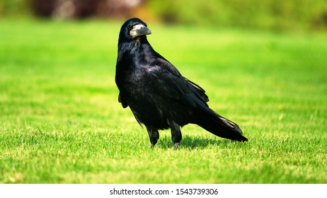 Eurasian Rook ( Corvus Frugilegus ) On Green Grass Of Lawn. Big Black Bird Living In Outskirts Of The City And Fields, One Old Bird  Close Up