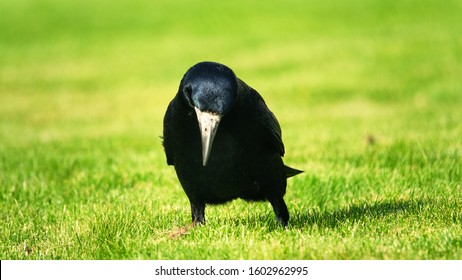 Eurasian Rook ( Corvus Frugilegus ) On Green Grass Of Lawn. Big Black Bird Living In Cities One Close Up