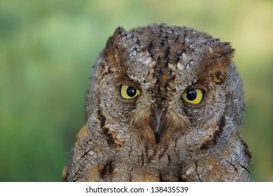 Eurasian Scops Owl