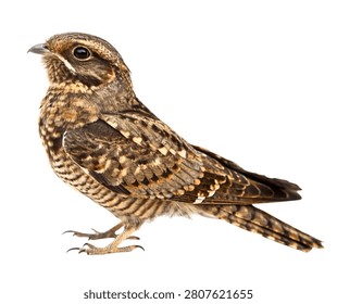 Eurasian Scops Owl with Brown Mottled Feathers Isolated on White Background