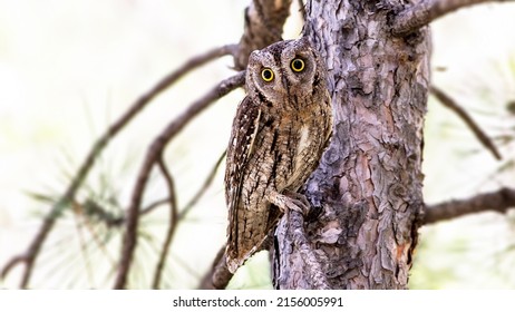 Eurasian Scops Owl, Camouflage Master Was Looking At Me From The Pine Tree, Her Yellow Eyes Were Perfect, Her Voice Was Distinctive. Turkish Name Ishak