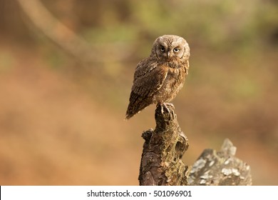 Eurasian Scops Owl In Detail