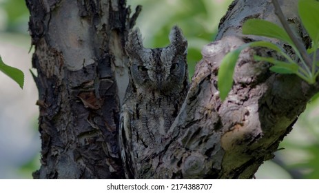 Eurasian Scops Owl  -Otus Scops