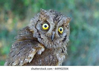 Eurasian Scops Owl (Otus Scops)