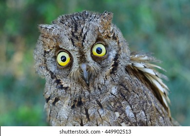 Eurasian Scops Owl (Otus Scops)