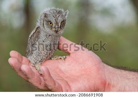 Eurasian scops owl Otus scops, also known as the European Scops owl. The chick is sitting on a man's arm.