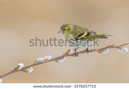 Eurasian Siskin - female bird on early spring at a wetland