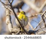 Eurasian siskin male, latin name spinus spinus, sitting on branch of tree. Cute little yellow songbird. Bird in wildlife.