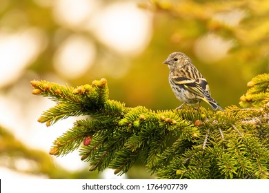 Eurasian siskin (Spinus spinus), with beautiful green coloured background. Colorful song bird with yellow feather sitting on the branch in the mountains. Wildlife scene from nature, Czech Republic
