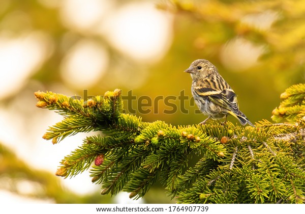 Eurasian siskin (Spinus spinus), with beautiful\
green coloured background. Colorful song bird with yellow feather\
sitting on the branch in the mountains. Wildlife scene from nature,\
Czech Republic
