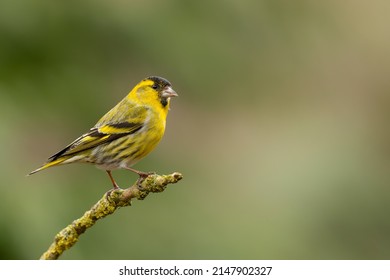 Eurasian siskin (Spinus spinus) searching for food in the forest in the Netherlands - Shutterstock ID 2147902327