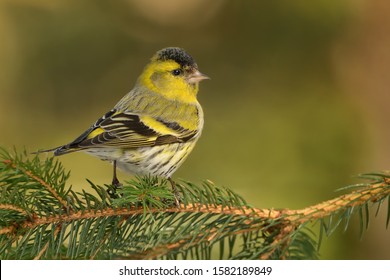 815 European siskin winter Images, Stock Photos & Vectors | Shutterstock