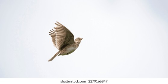 The Eurasian skylark Alauda arvensis in flight, the best photo.
