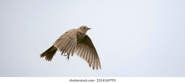 The Eurasian skylark Alauda arvensis in flight, the best photo.