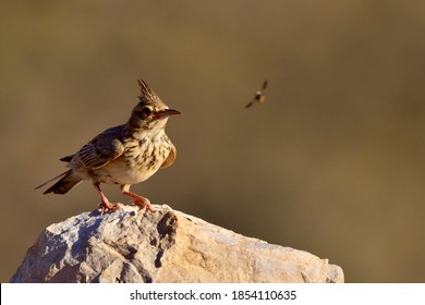 Skylark High Res Stock Images Shutterstock