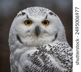 The Eurasian Snowy Owl (Bubo scandiacus), also known simply as the Snowy Owl, is a large, majestic owl native to the Arctic regions of Eurasia and North America. It is renowned for its striking white 