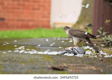 A Eurasian Sparrow Hawk stands on the dead body of it's hunted prize, a domestic Homing Pigeon with a blue tag on it's leg. The predatory raptor is plucking it's preys feathers which float on air. - Powered by Shutterstock