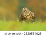 Eurasian sparrowhawk Accipiter nisus eating caught hunting bird woodpecker bird wild northern sparrowhawk wildlife prey nature predator, beautiful animal, lovely watching ornithology, Europe