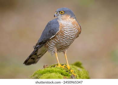 The Eurasian sparrowhawk (Accipiter nisus), also known as the northern sparrowhawk or simply the sparrowhawk, is a small bird of prey in the family Accipitridae - Powered by Shutterstock