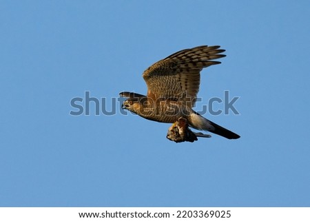 Eurasian sparrowhawk in flight with prey in its talons