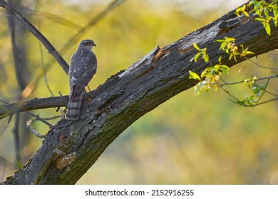 The Eurasian Sparrowhawk sitting on a branch in a beautiful evening backlight.