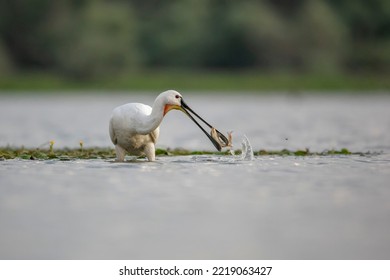 Eurasian Spoonbill Catching A Fish