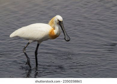 Eurasian Spoonbill or Common Spoonbill (Platalea leucorodia) with big beak. A large white water bird is a wading bird of the ibis and spoonbill family  Threskiornithidae