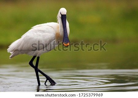 Eurasian spoonbill or common spoonbill (Platalea leucorodia) standing in a pond on a green background.Large white water bird on a green background.