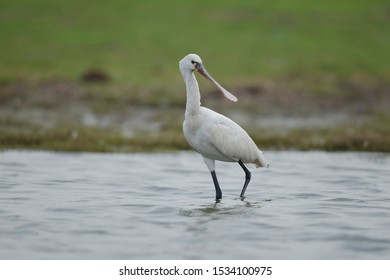 The Eurasian spoonbill, or common spoonbill, is a wading bird of the ibis and spoonbill family Threskiornithidae.