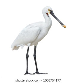Eurasian spoonbill isolated on white background full length. The Eurasian spoonbill or common spoonbill is a wading bird of the ibis and spoonbill family Threskiornithidae