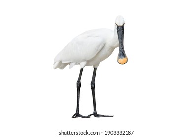 Eurasian spoonbill isolated on white background full length. The Eurasian spoonbill or common spoonbill is a wading bird of the ibis and spoonbill family Threskiornithidae.