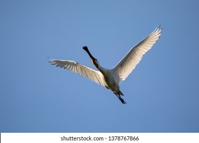 Eurasian Spoonbill Platalea Leucorodia