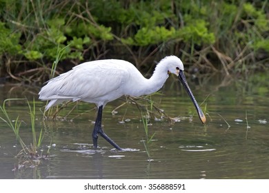 Eurasian Spoonbill (Platalea Leucorodia)