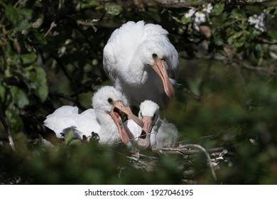 Eurasian spoonbill (Platalea leucorodia) with three young spoonbills on the nest. Four weeks old. Photographed in the Netherlands.