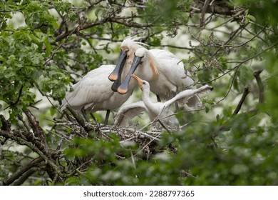Eurasian spoonbill (Platalea leucorodia) with three young spoonbills on the nest. They are well fed by the parents and they grow quickly Photographed in the Netherlands.