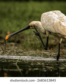 Eurasian spoonbill scratching its head while standing in shallow water.