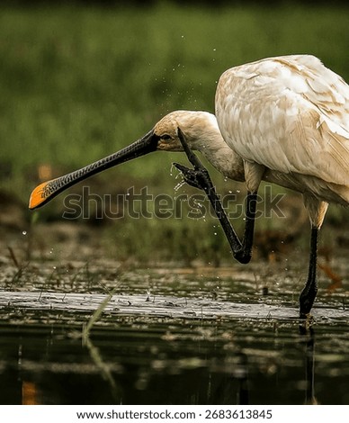 Eurasian spoonbill scratching its head while standing in shallow water.