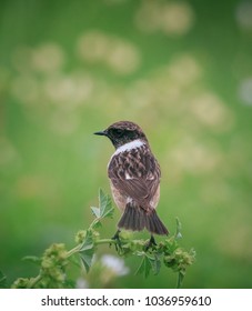 Eurasian Stone Chat