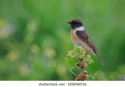 Eurasian Stone Chat