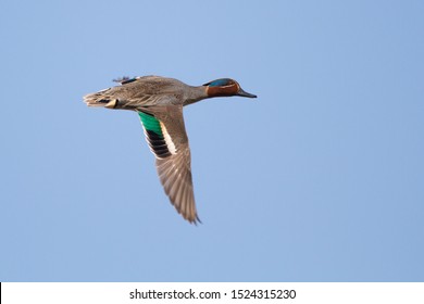 4,811 Teal flying Images, Stock Photos & Vectors | Shutterstock