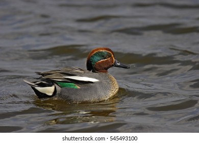 Eurasian Teal - Male