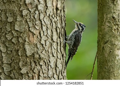 Eurasian Three-toed Woodpecker (Picoides tridactylus). Bieszczady Mountains. Poland