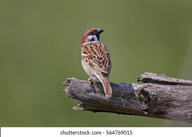 Eurasian Tree Sparrow