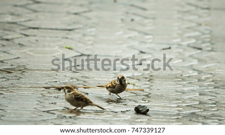 Similar – Image, Stock Photo sparrow riot Bird